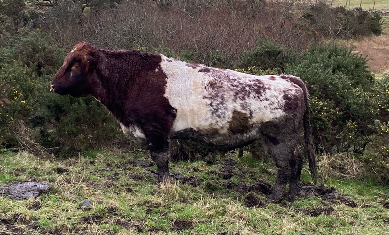 Beef Shorthorn Bull