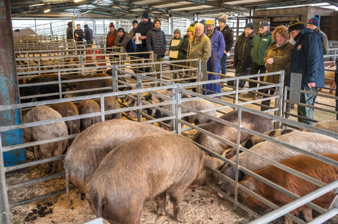 Dumfries Christmas Show and Sale of Pigs