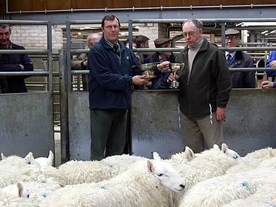 Champion pen of Cheviot hoggs from Bridgewater & Wood, Potholm