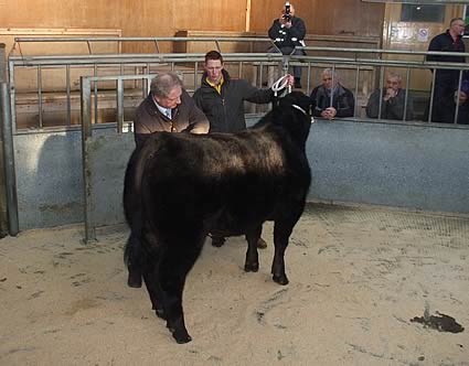 Christmas Show and Sale of Prime Cattle in Dumfries on Wednesday 5th December 2012.