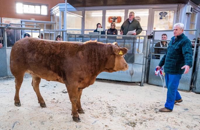 homebred limousin heifer from J & L Craik