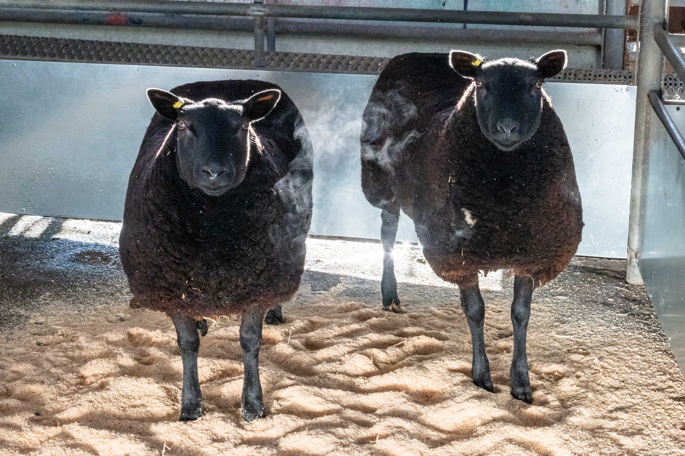Champion pair of lambs shown by Poppy Graham