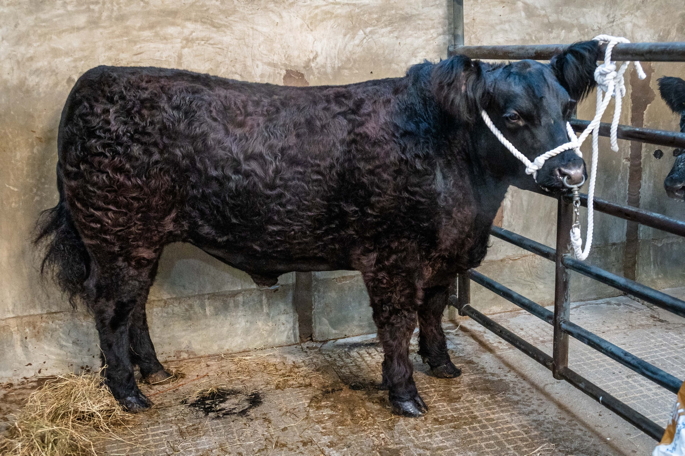 Galloway Champion from JWK Paterson & Son