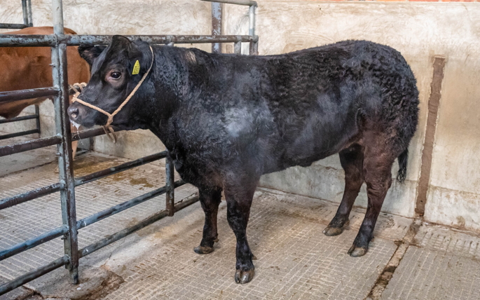 Reserve Champion from J Jardine