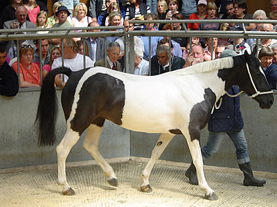 dumfries horse sale horse sale 400x300