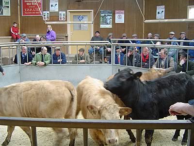 Organic Cattle Sale