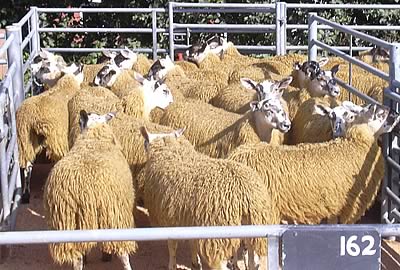 Scotch Ewe Lambs