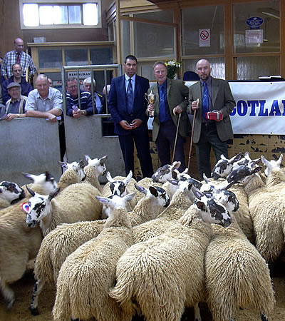 Scotch Ewe Lambs