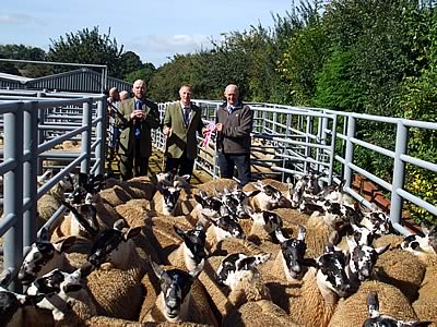 Mule ewe lambs from Messrs Park, Dalpeddar