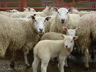 Continental Hoggs