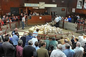 sheep pens