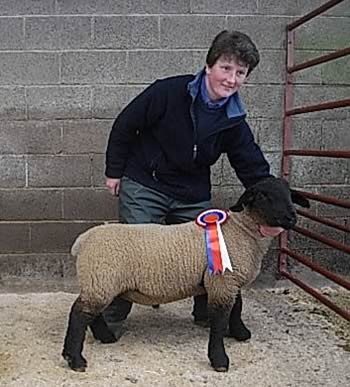 Champion Spring Lamb