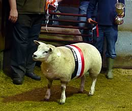 champion lamb