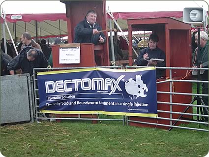 Tom Struthers selling Suffolks in the rain!