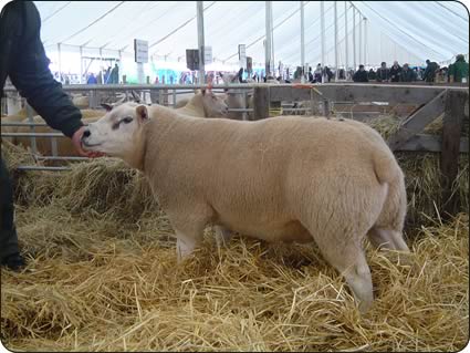 Texel shearling from W.J. & J.G. Bell
