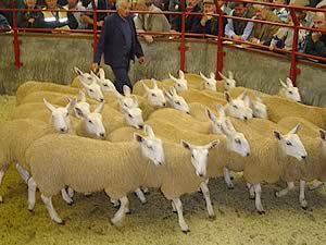 Cheviot Mule Sheep