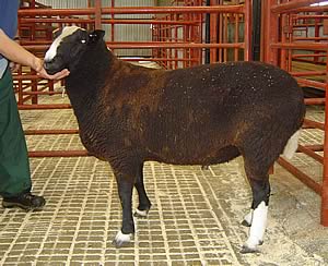 East Middles Zwartbles