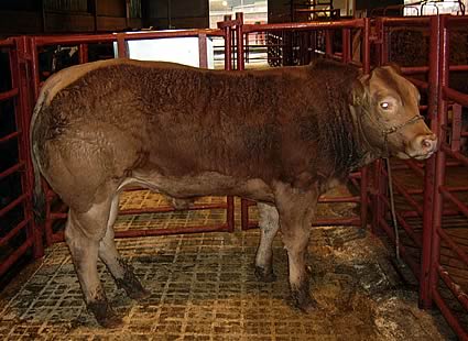 Limousin bullock 