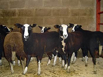 Zwartbles Sheep