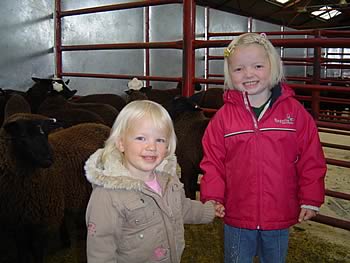 Zwartbles Sheep Sale