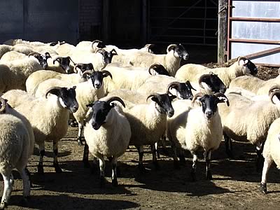 Blackface Gimmer Shearlings to be sold at Longtown on Wednesday 27th September. 
