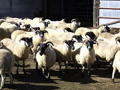 Blackface Gimmer Shearlings to be sold at Longtown on Wednesday 27th September.