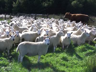 North Country Cheviots Gimmer Shearlings to be sold at Longtown on Wednesday 27th September.