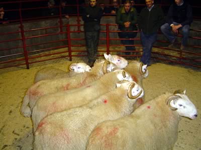 cast ram sale