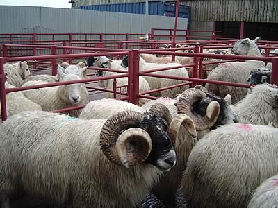 cast ram sale