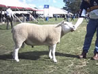 Kinning Hall Texel shearling ram sold to £880