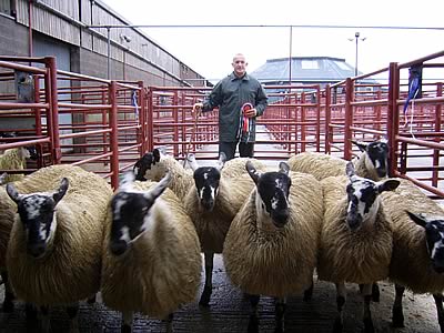 Champion Ewe Lambs from Mr John Nicholson, Old Police House, Roadhead