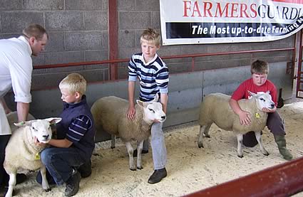 3 lambs together Thomas Illingworth, Ian Carlisle, Thomas Hope with judge Steven Wilson