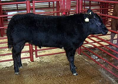 Champion from John Nicholson, Old Police House