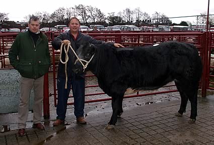 Reserve Champion Belgian Blue heifer from J. Crichton, Loughrigg.