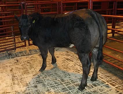 Champion heifer from W. & W. Faulder, Houghton House
