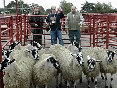 Champion North of England Mule Ewe Lambs with Kenneth James (vendor) and John Blaylock (judge)