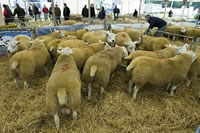 Ring 18 - Lot 28 - C & L Houldey, Kirtleton House - Web