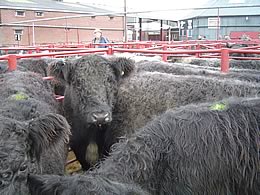 Blue Grey Bullocks