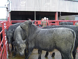 Blue Grey Bullocks