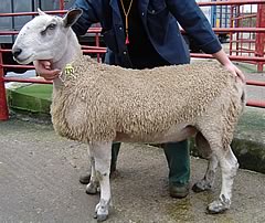 Leicester Ram