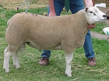 Toftcombs £5.000 Texel Ram