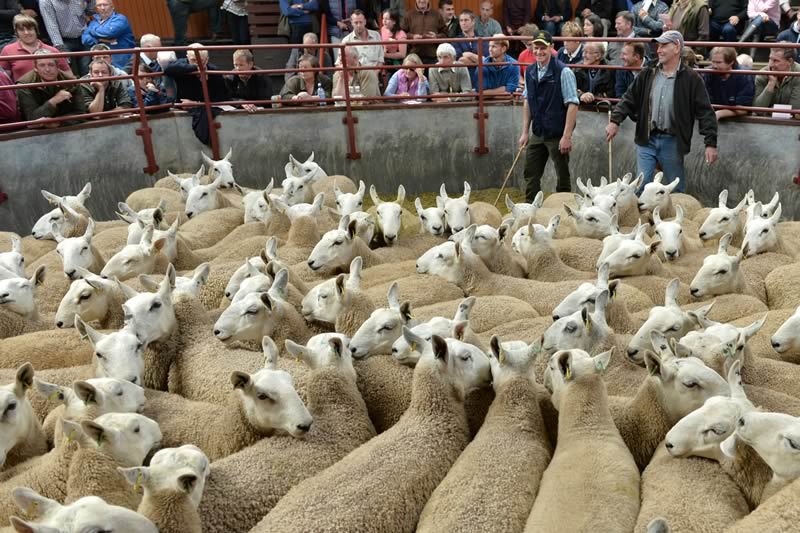 Longtown Mart Store Sheep Sale Report 26th August 2014