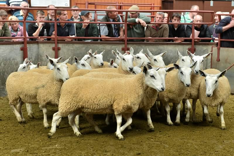 Longtown Mart Store Sheep Sale Report 26th August 2014