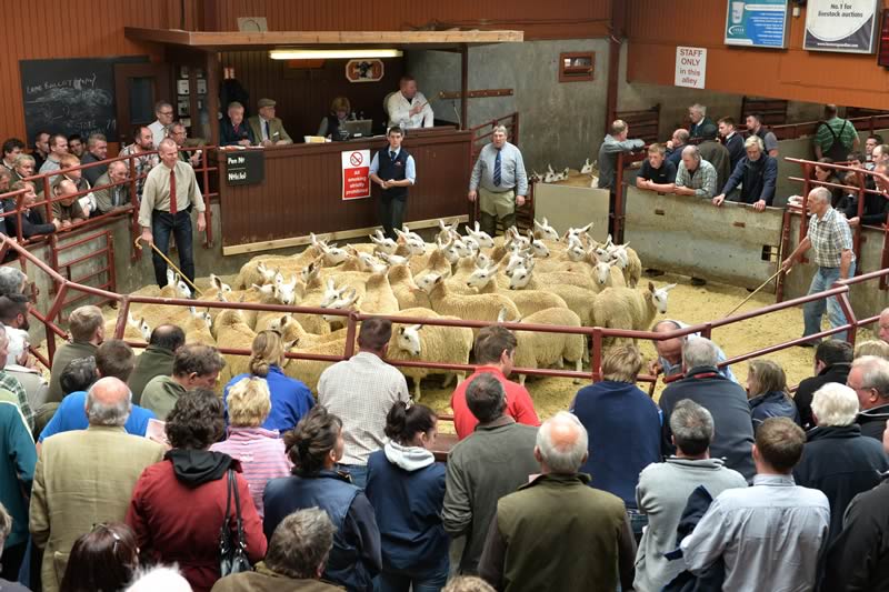 Longtown Mart Store Sheep Sale Report 26th August 2014