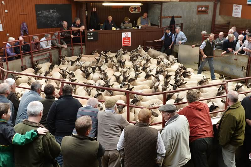 Longtown Mart Store Sheep Sale Report 26th August 2014