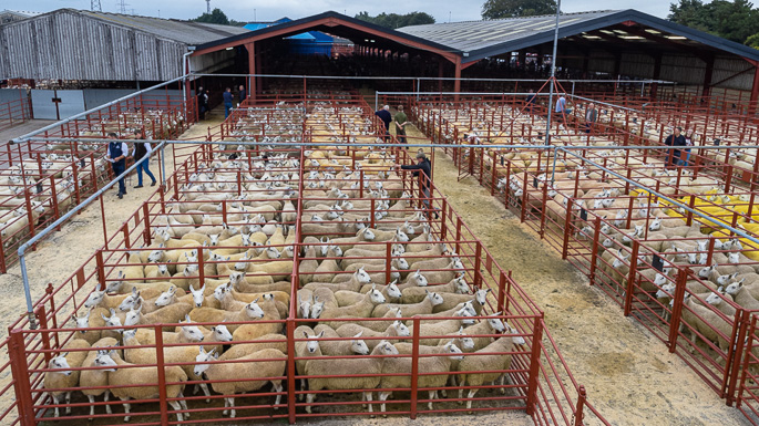 Busy day at Longtown Cheviot Mule Sale Busy day at Longtown Cheviot Mule Sale
