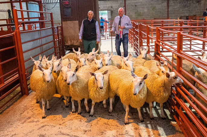 Champion pen of ewe lambs Nisbet Mill Farm